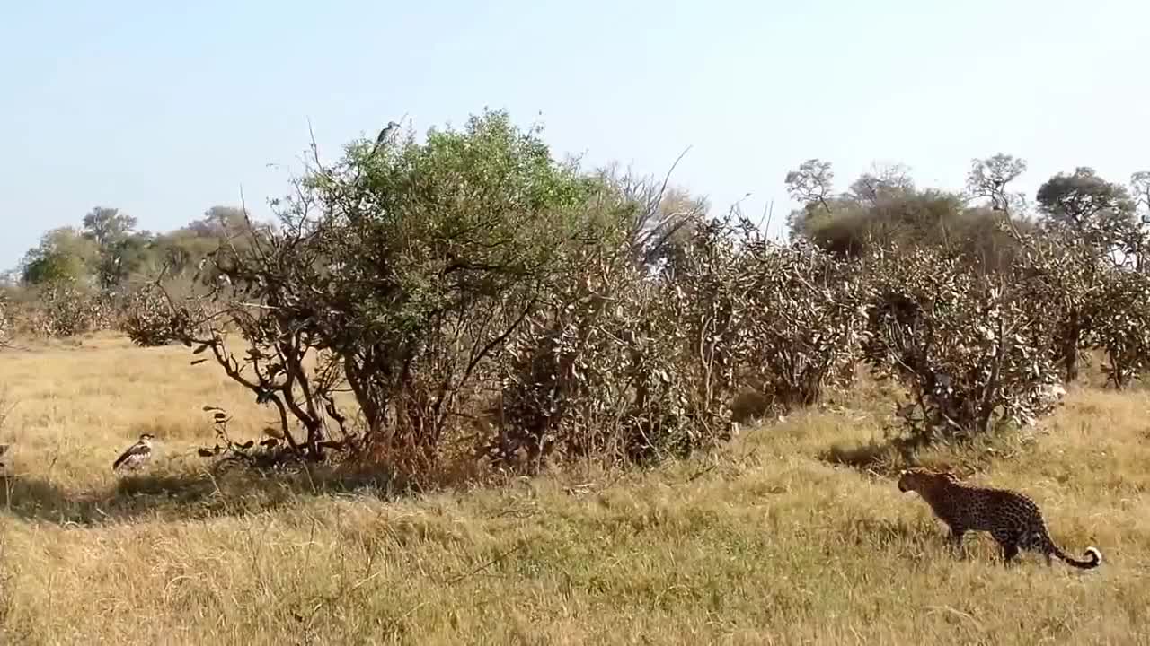 Săn được đại bàng lớn nhất châu Phi, báo đốm đột nhiên hành động khó hiểu khi con mồi chết