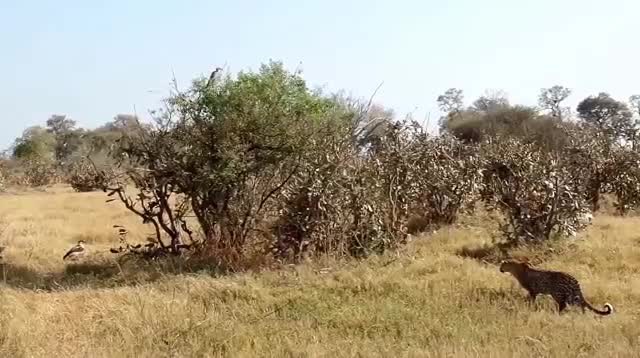 Báo đốm vứt bỏ thịt đại bàng lớn nhất châu Phi