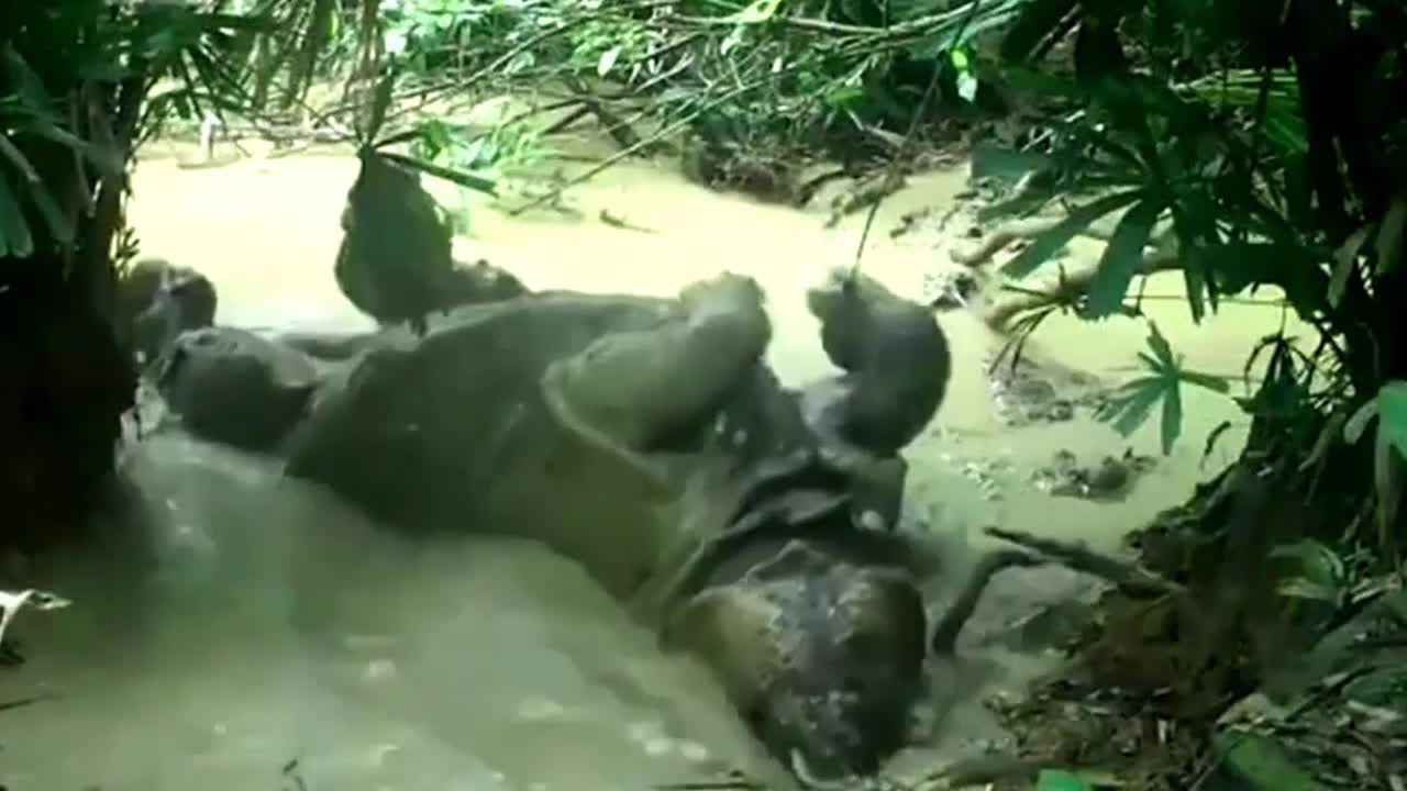 Tê giác hiếm nhất thế giới lăn tròn trong vũng bùn