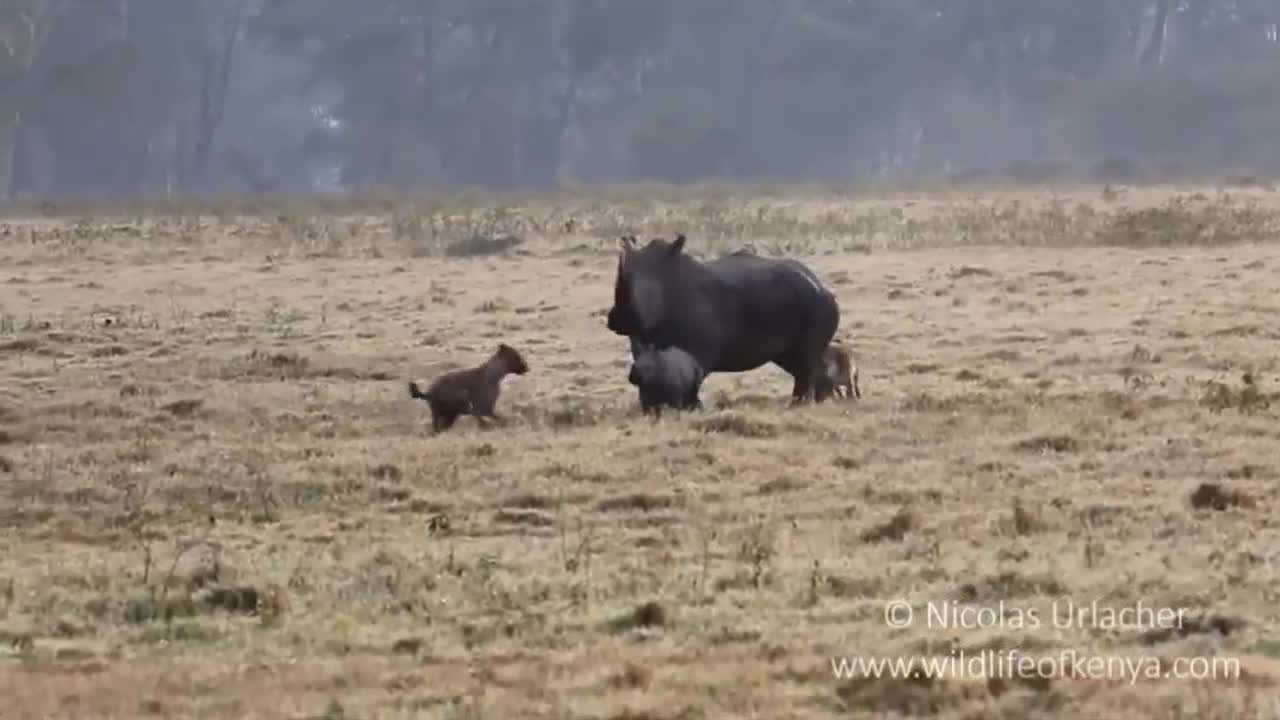 Tê giác mẹ chật vật bảo vệ con mình trước cặp linh cẩu láu cá