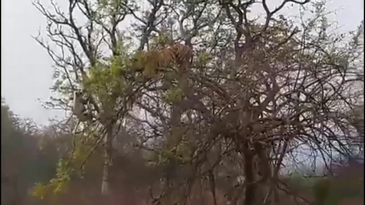Hổ lớn nhận kết đắng vì học đòi leo cây bắt khỉ