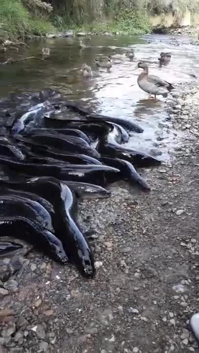 Clip hàng nghìn quái vật “nhầy nhụa” xuất hiện ám ảnh ở đầm hồ New Zealand