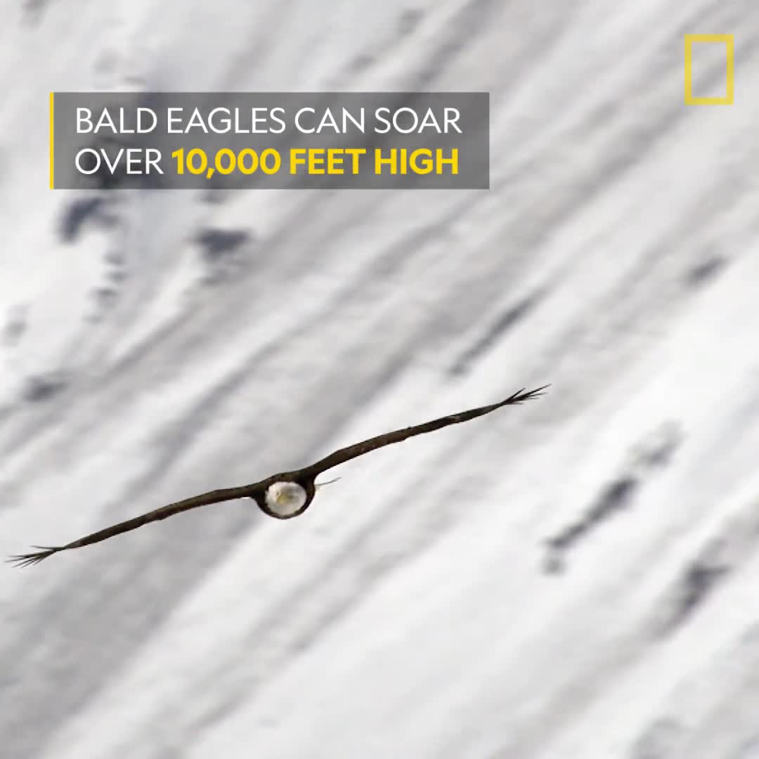 Xem đại bàng đầu trắng tấn công con mồi từ độ cao 3.000 mét