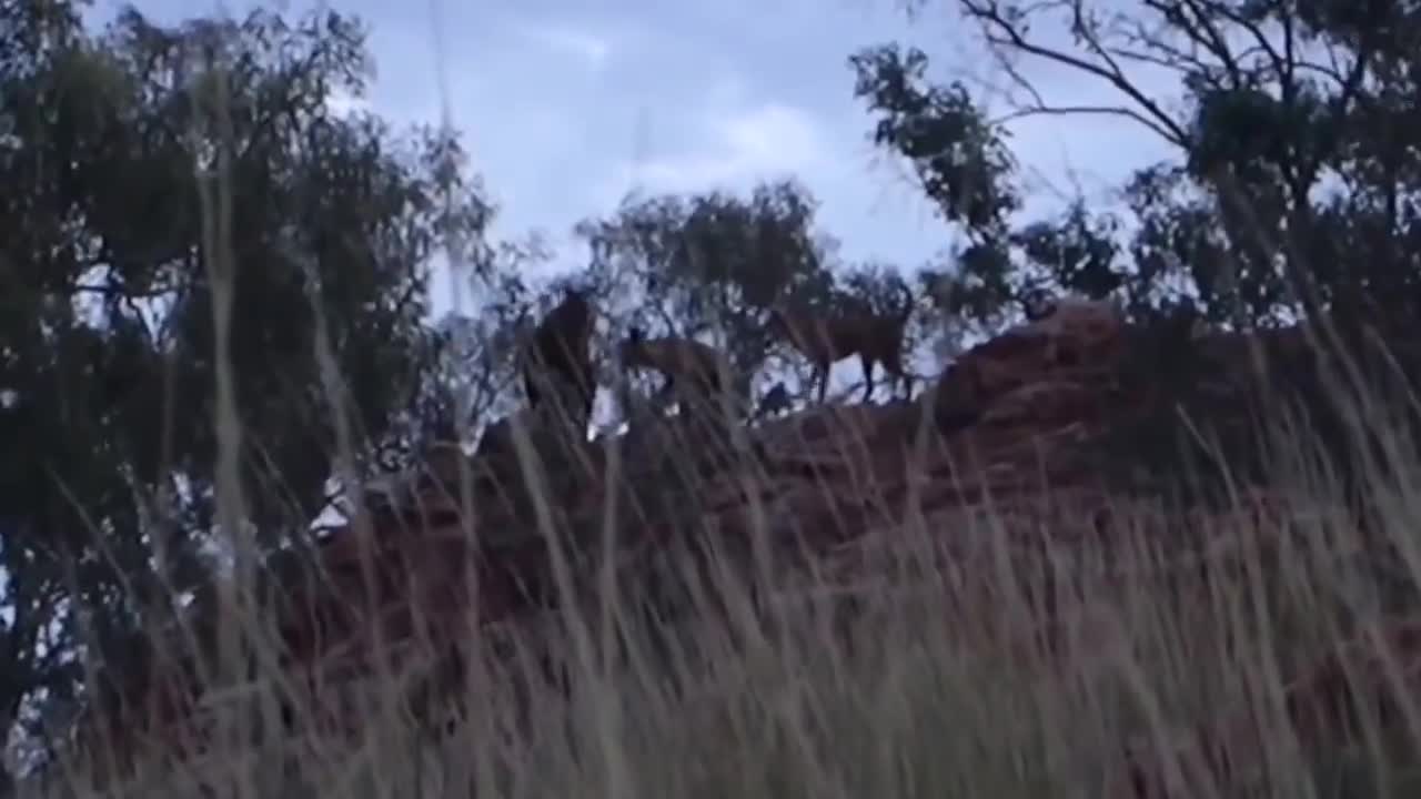Thế giới động vật- Kangaroo vẫn chiến thắng ba chó hoang hung dữ dù bị dồn tới vách đá
