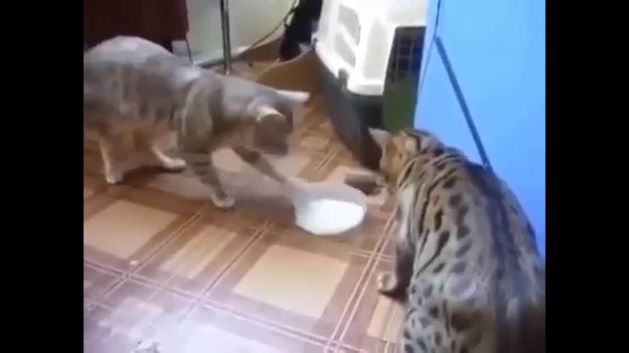 Hai chú mèo đùn đẩy nhau bát sữa không ai chịu uống