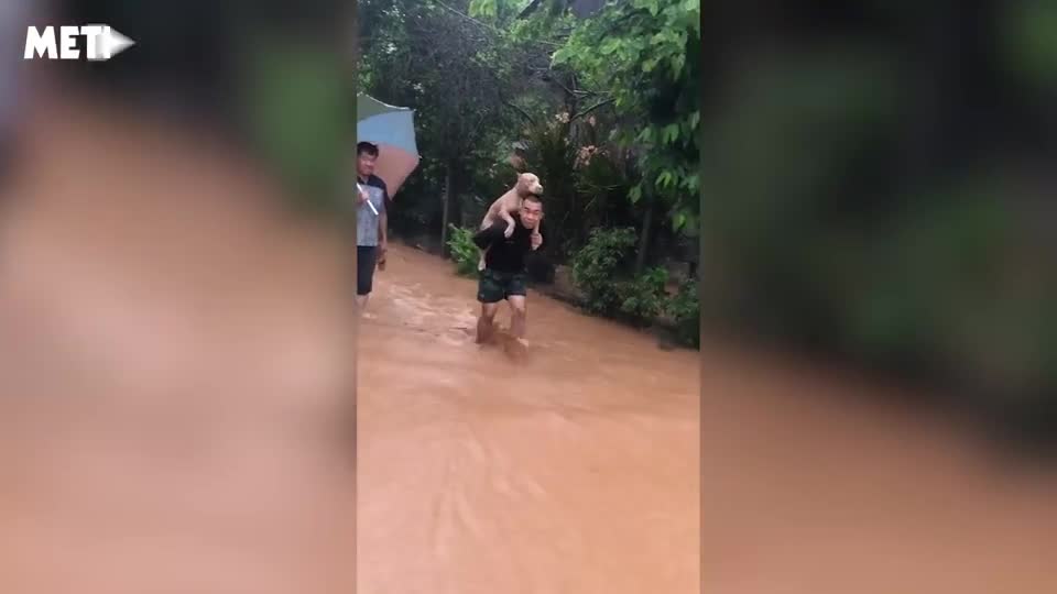 Dân mạng chia sẻ rần rần đoạn clip chủ cõng chó vượt lũ lụt